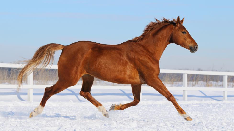 Hanoverian horse running in snowy field